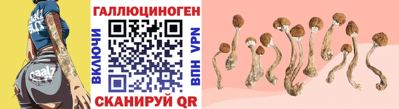 Псилоцибиновые грибы Psilocybine cubensis  Удомля 